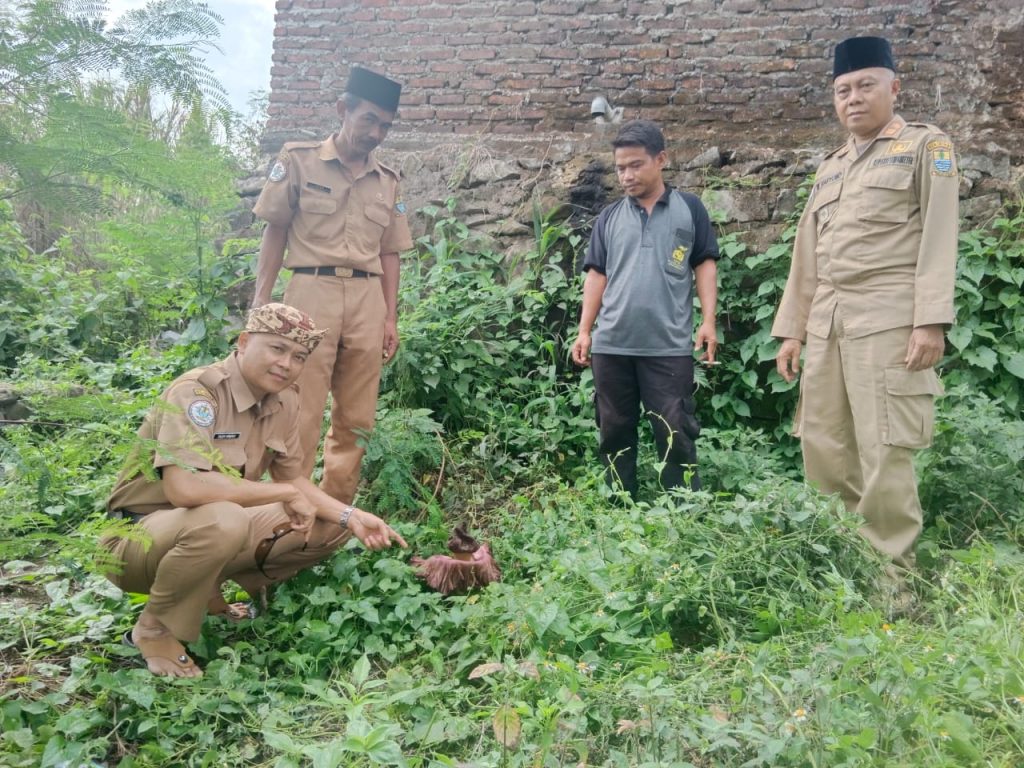 Bunga bangkai cirebon