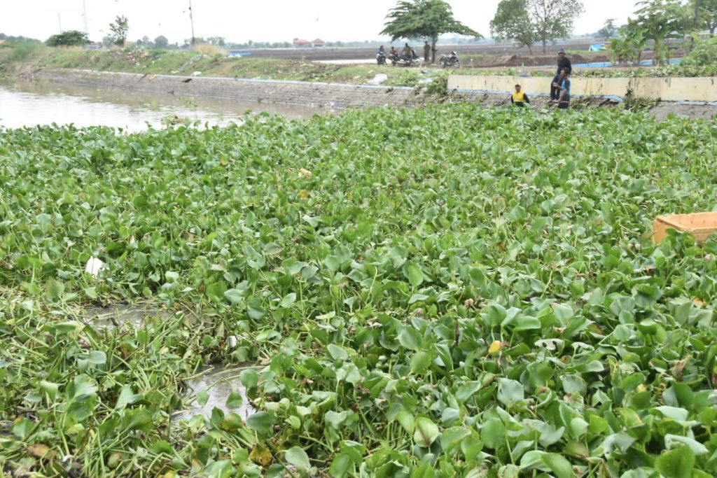 Sungai Sigranala di Desa Pegagan Kidul, Kecamatan Kapetakan, Kabupaten Cirebon banyak eceng gondok yang menghambat aliran.