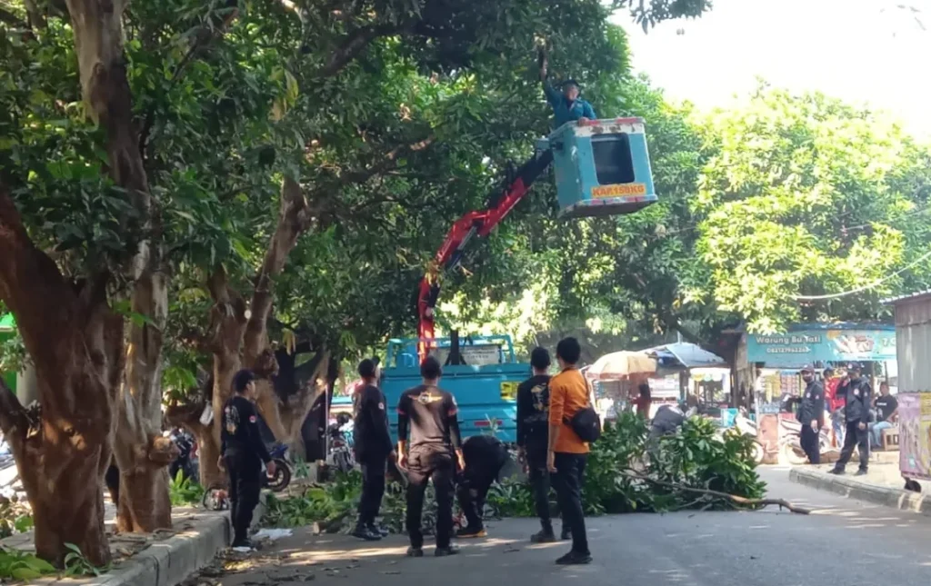Jelang Roadshow KPK, Pohon di Stadion Bima Dirapihkan